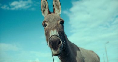 Formally intriguing and emotionally satisfying, the 2022 Cannes-winning film from veteran Polish director Jerzy Skolimowski is all about a donkey.