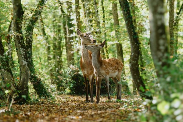 Like Disney’s beloved animated film, this Bambi is based on Austrian writer Felix Salten’s story of that name.
