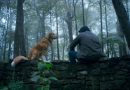 If you’re a dog lover even if you don’t go for horror films, you’ll love the dog in this. Indy is the director’s own dog and he’s obviously trying very hard to please his master.