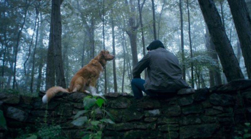 If you’re a dog lover even if you don’t go for horror films, you’ll love the dog in this. Indy is the director’s own dog and he’s obviously trying very hard to please his master.