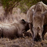 With only 6000 black rhinos left on earth, one dedicated wildlife ranger, Kiloku, has made it his life mission to protect the species against all odds.