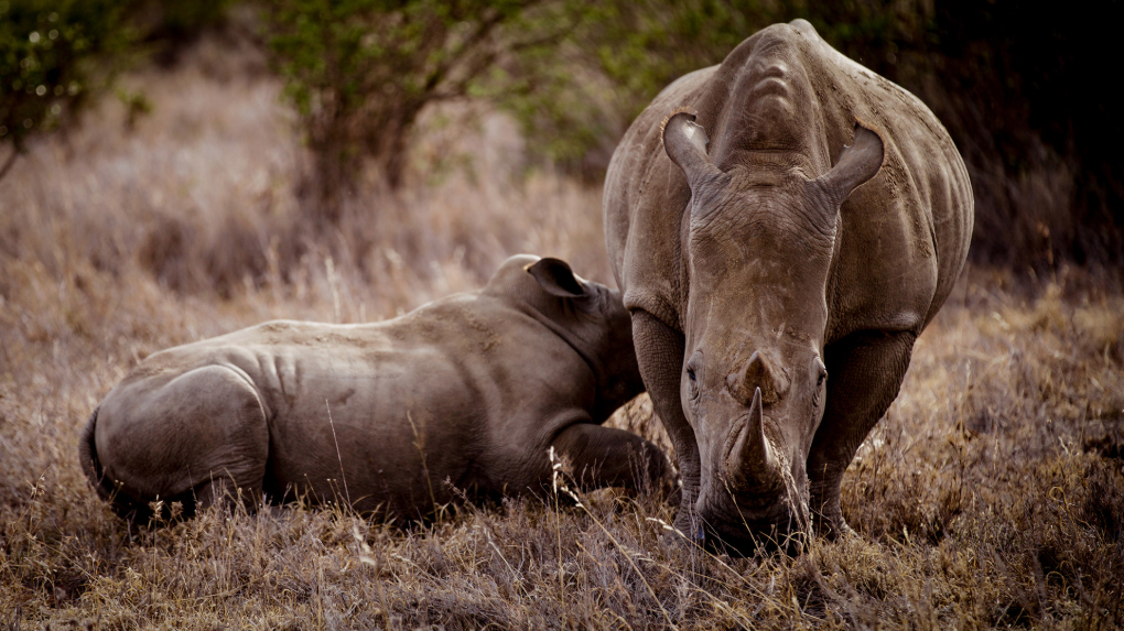 With only 6000 black rhinos left on earth, one dedicated wildlife ranger, Kiloku, has made it his life mission to protect the species against all odds.